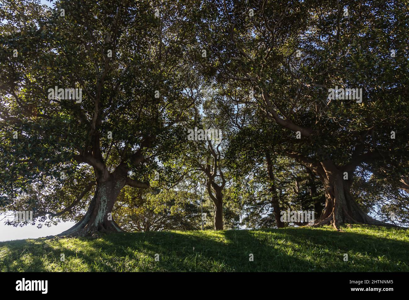Bellevue Park, Bellevue Hill, Sydney, Australia. Moreton Bay Fig Trees