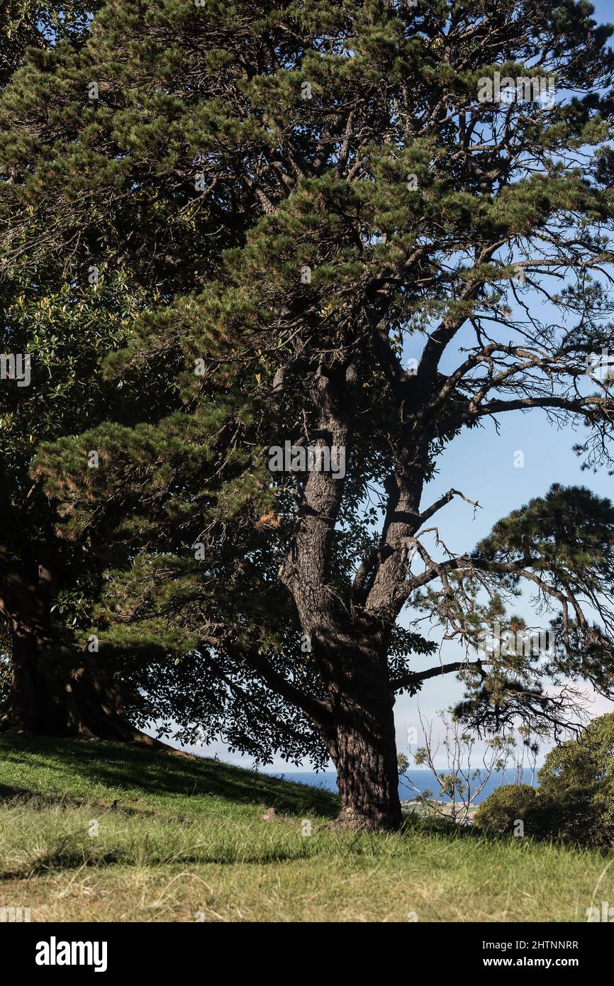 Bellevue Park, Bellevue Hill, Sydney, Australia. Moreton Bay Fig Trees