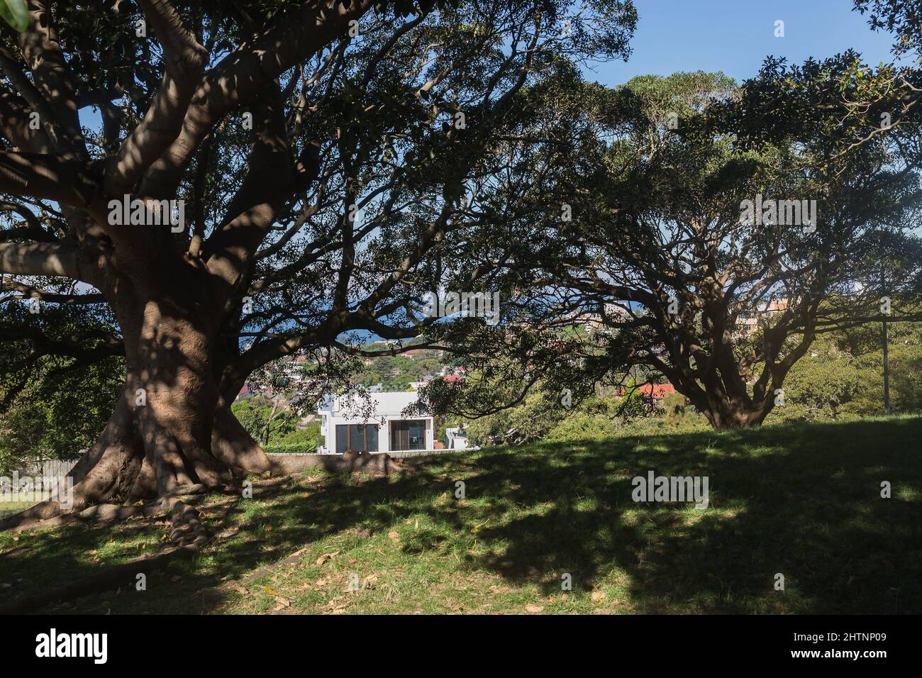 Bellevue Park, Bellevue Hill, Sydney, Australia. Moreton Bay Fig Trees