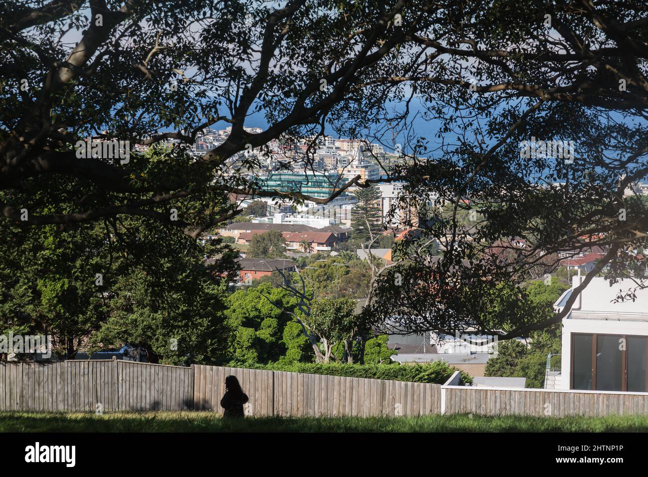 Bellevue Park, Bellevue Hill, Sydney, Australia. Moreton Bay Fig Trees
