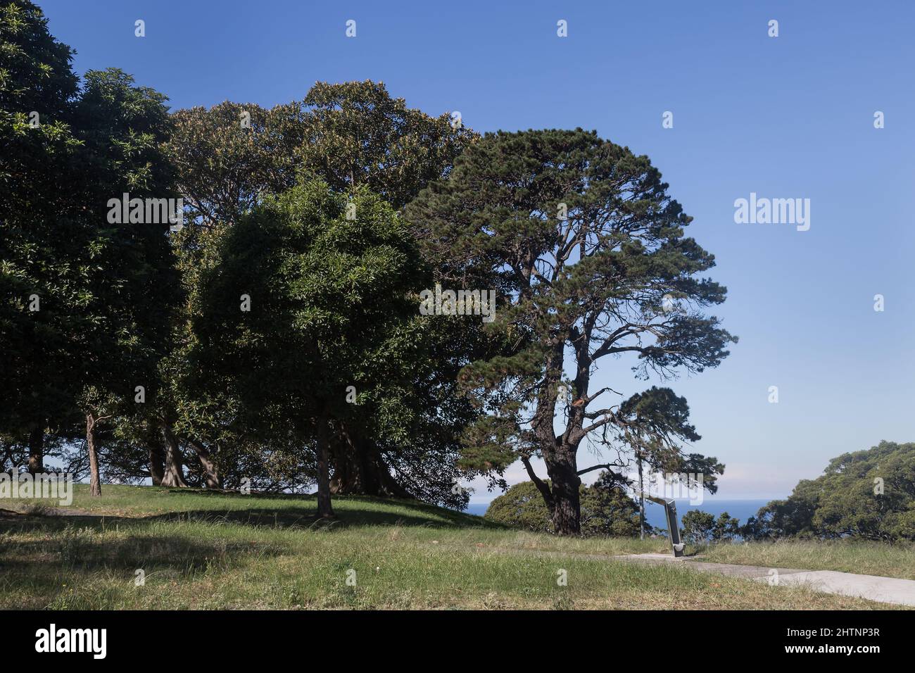 Bellevue Park, Bellevue Hill, Sydney, Australia. Moreton Bay Fig Trees