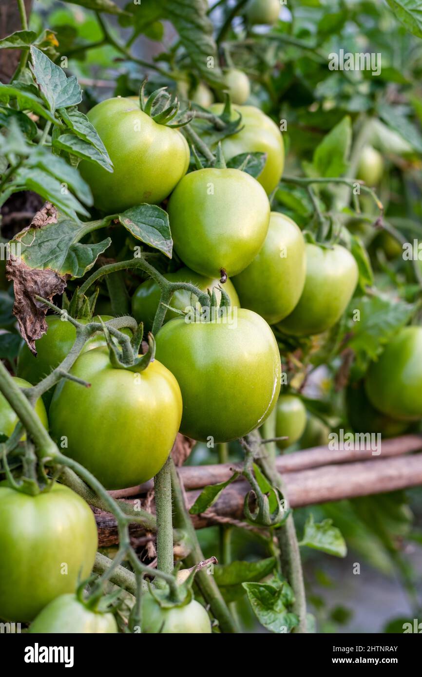 A bunch of fresh raw tomatoes inside of an agricultural farm Stock