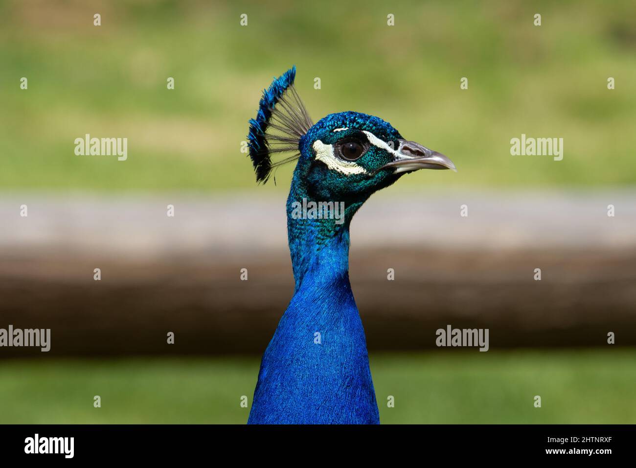 a bright blue male Indian Blue Peacock (Pavo cristatus) with a fallen tree and green grass in the background Stock Photo