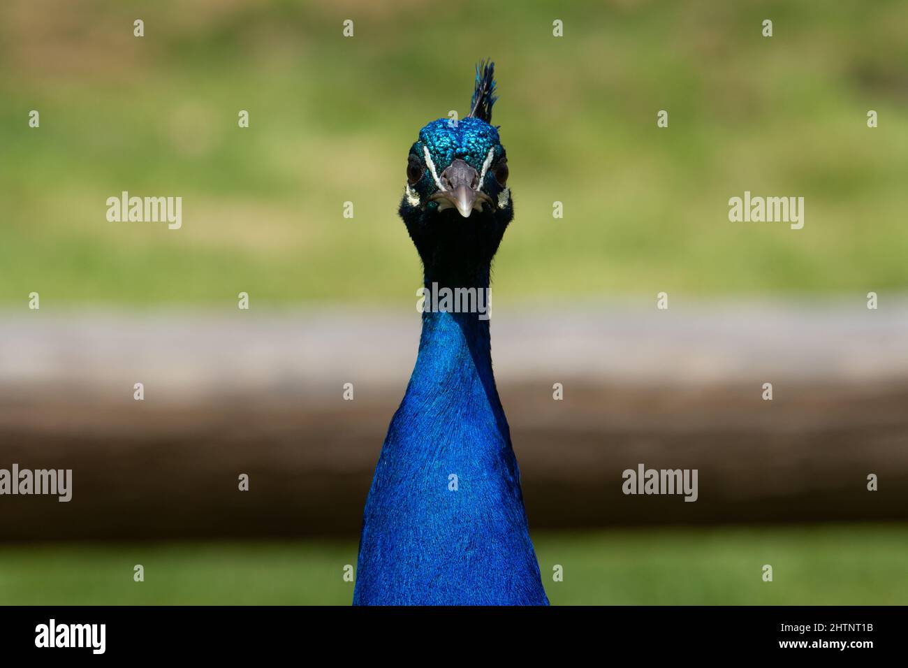 full face of a bright blue male Indian Blue Peacock (Pavo cristatus) with a fallen tree and green grass in the background Stock Photo