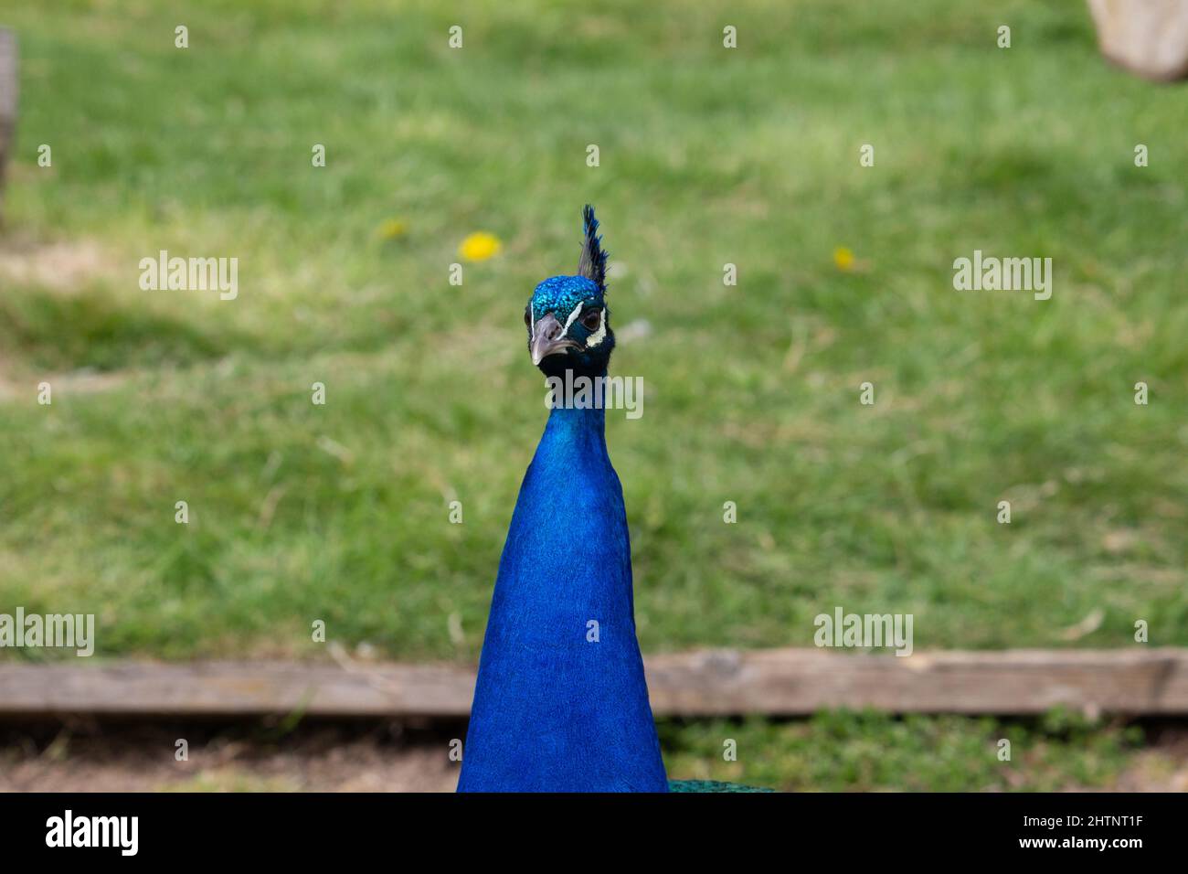 head and neck of a bright blue male Indian Blue Peacock (Pavo cristatus) with a path edge and green grass in the background Stock Photo