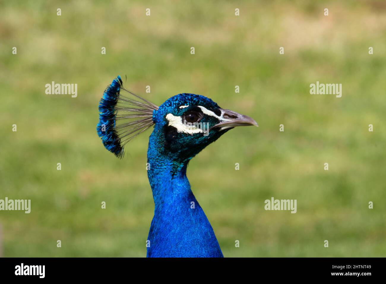 profile of a male Indian Blue Peacock (Pavo cristatus) isolated on a natural green grass background Stock Photo