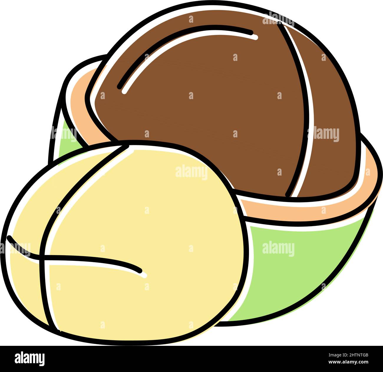 macadamia nut color icon vector illustration Stock Vector Image & Art