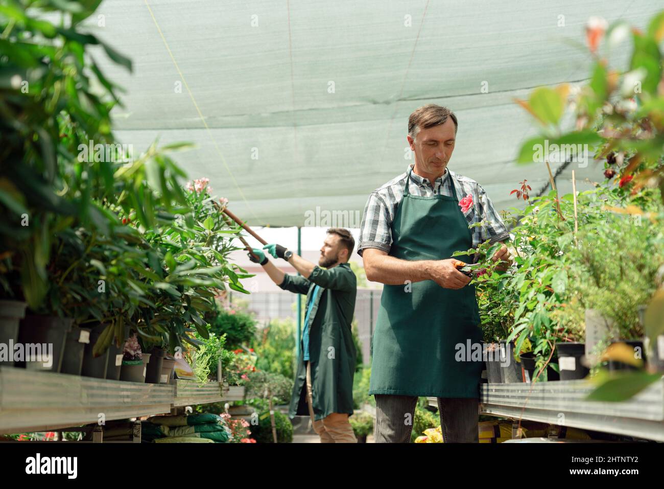 Man gardener taking care of roses in garden center Stock Photo