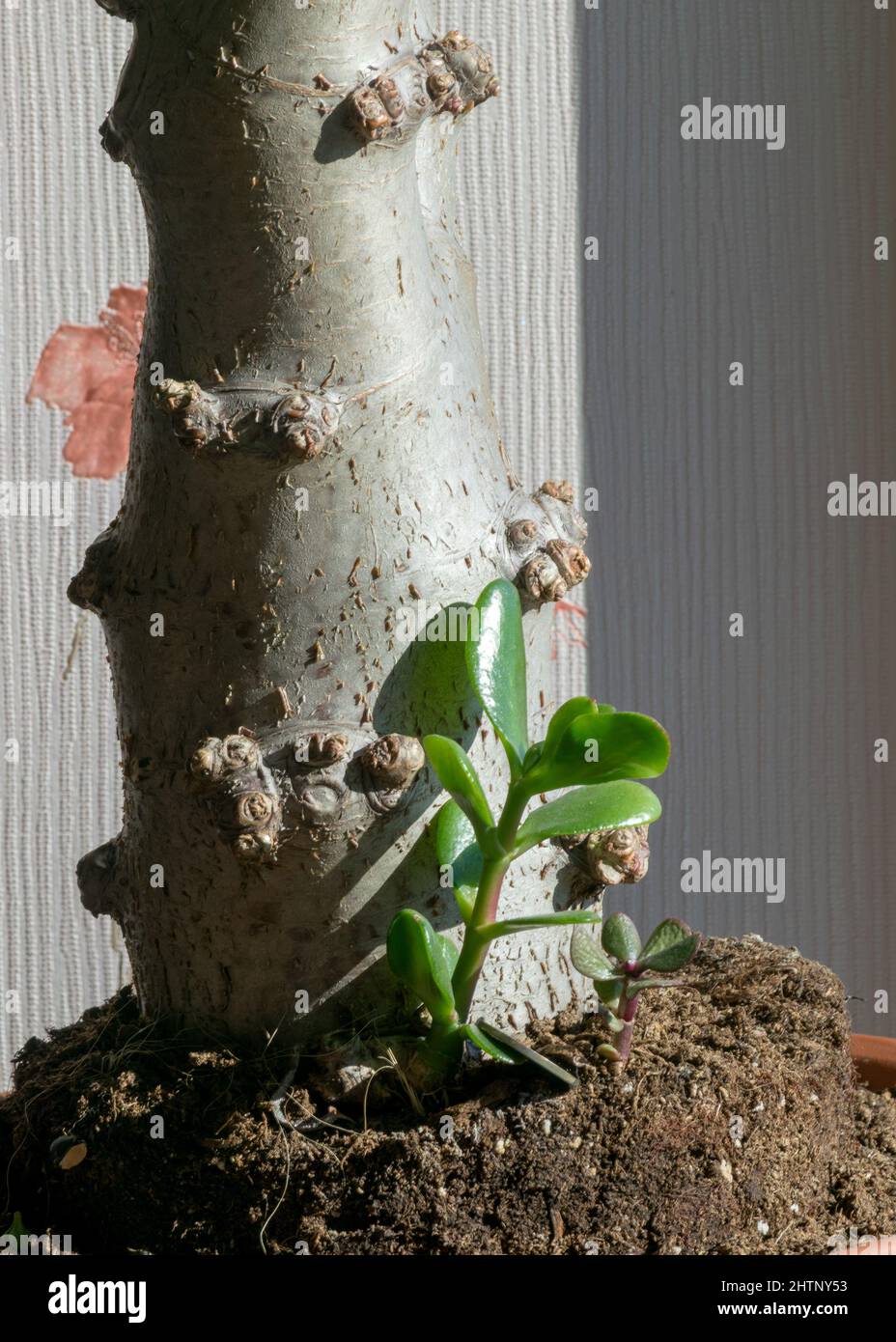 photography with thick money tree trunk and young seedlings, house flowers, flower growing hobby