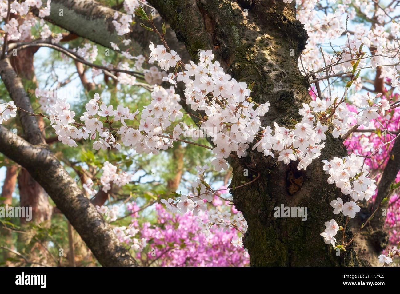 The sakura blossom during spring hanami festival in Japan. Pink sakura flowers natural background. Stock Photo
