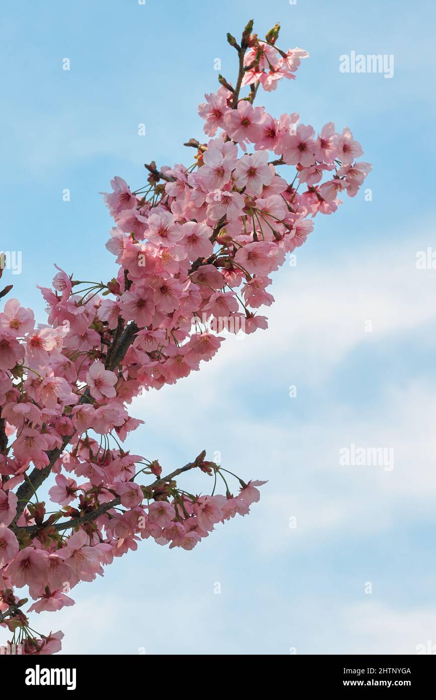 The view of the pink flowers of cherry sakura on the blue sky background. Japan Stock Photo