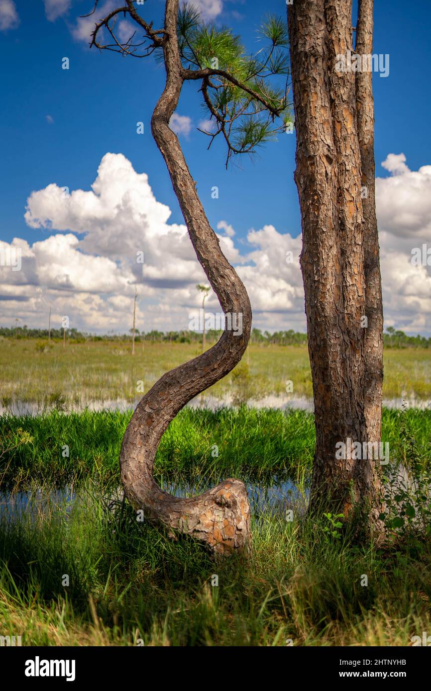 Curved trunk hi-res stock photography and images - Alamy