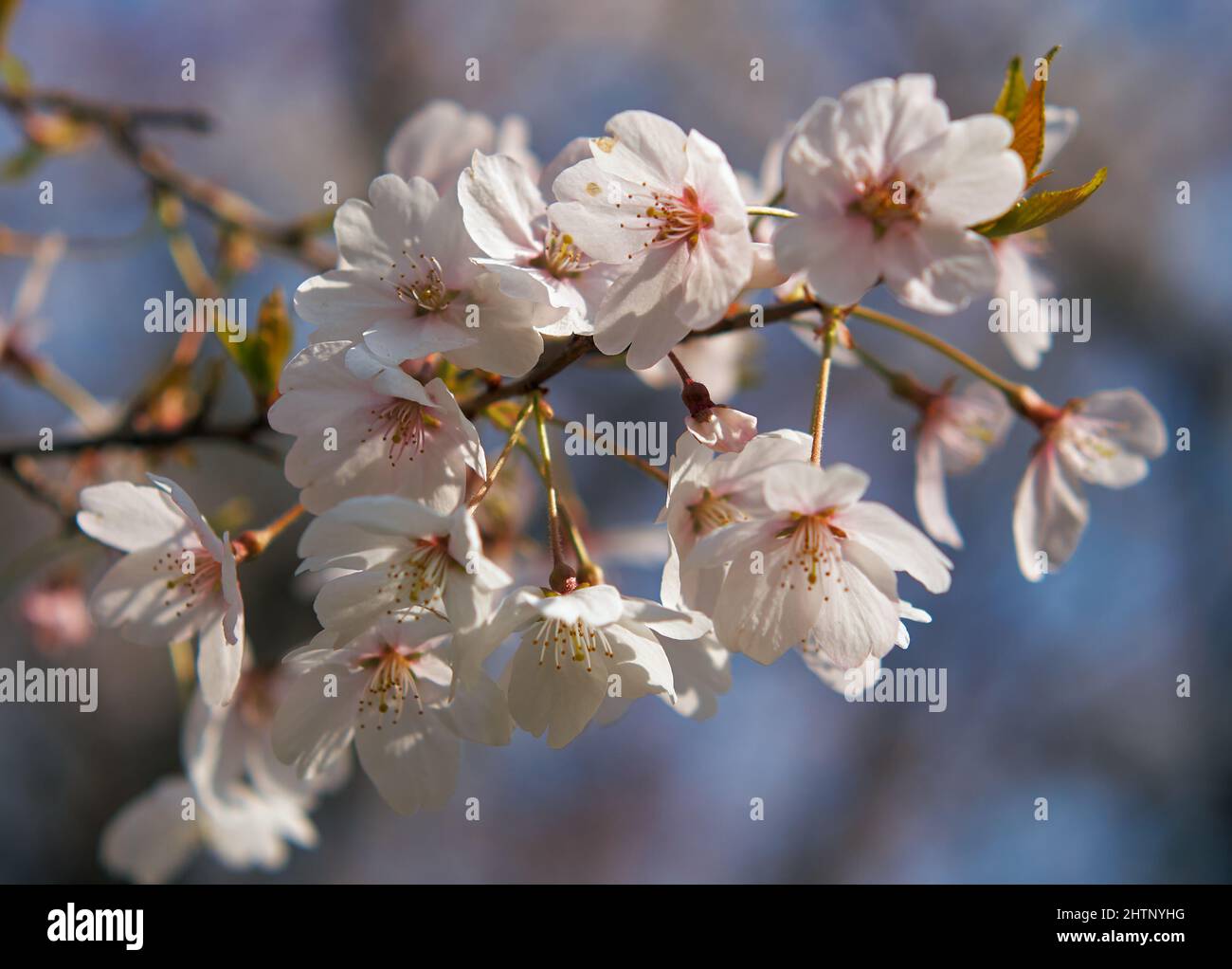 The view of the white cherry flowers in the back light. The spring hanami festival in Japan Stock Photo
