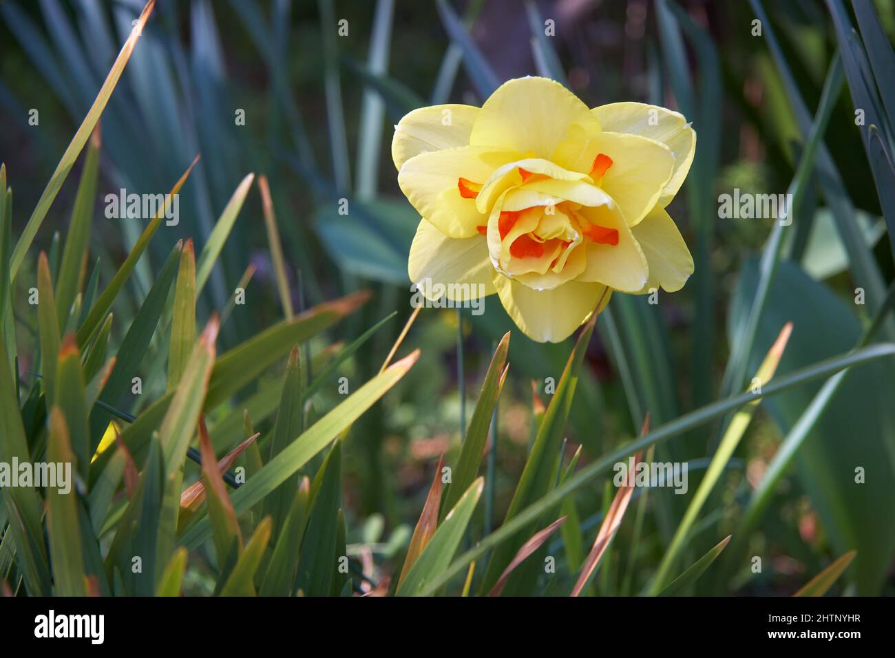 Beautiful Double Flowering Narcissus  (Daffodil). Japan Stock Photo