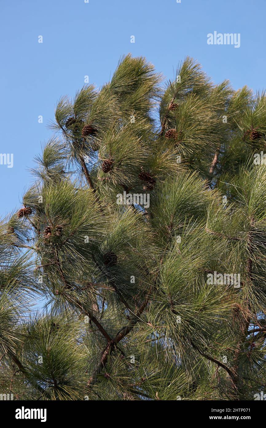 Japanese Black pine tree (Pinus thunbergii ), a pine tree native to coastal areas of Japan. Japan Stock Photo