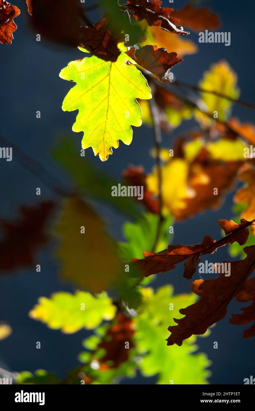 Scrub oak leaves Stock Photo Alamy
