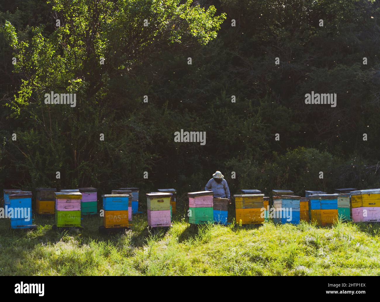 colorful beehives and beekeeper getting honey. Stock Photo