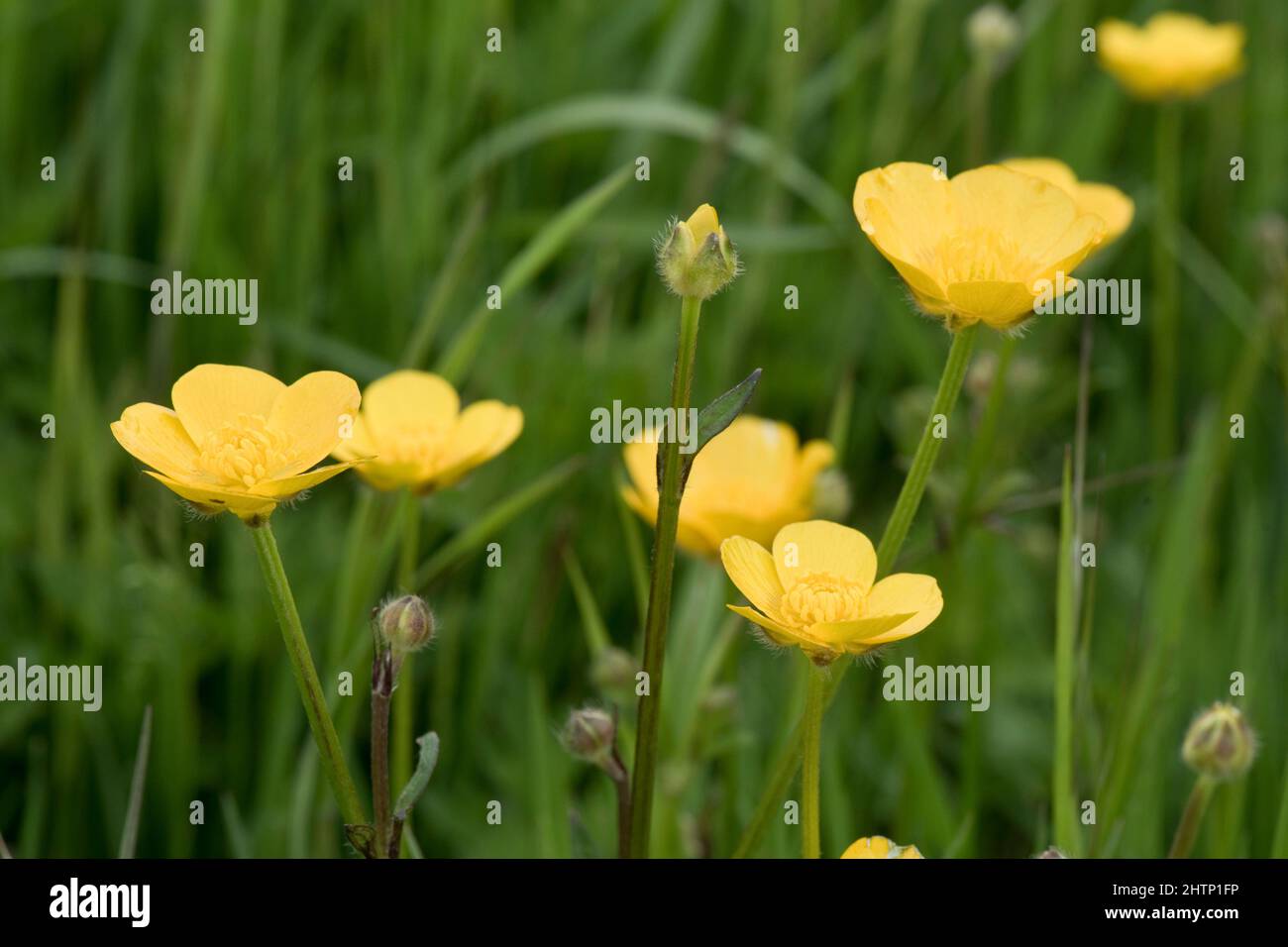 Yellow weeds hires stock photography and images Alamy