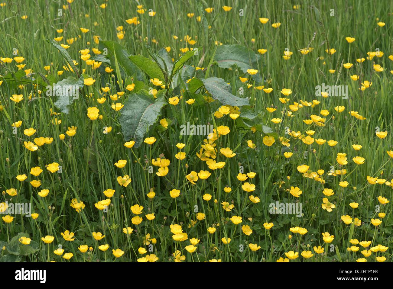 Meadow or field buttercups in flower in pasture of mixed grasses in early summer, Berkshire, May Stock Photo