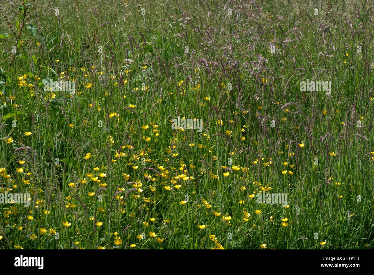 Meadow or field buttercups in flower in pasture of mixed grasses in early summer, Berkshire, May Stock Photo