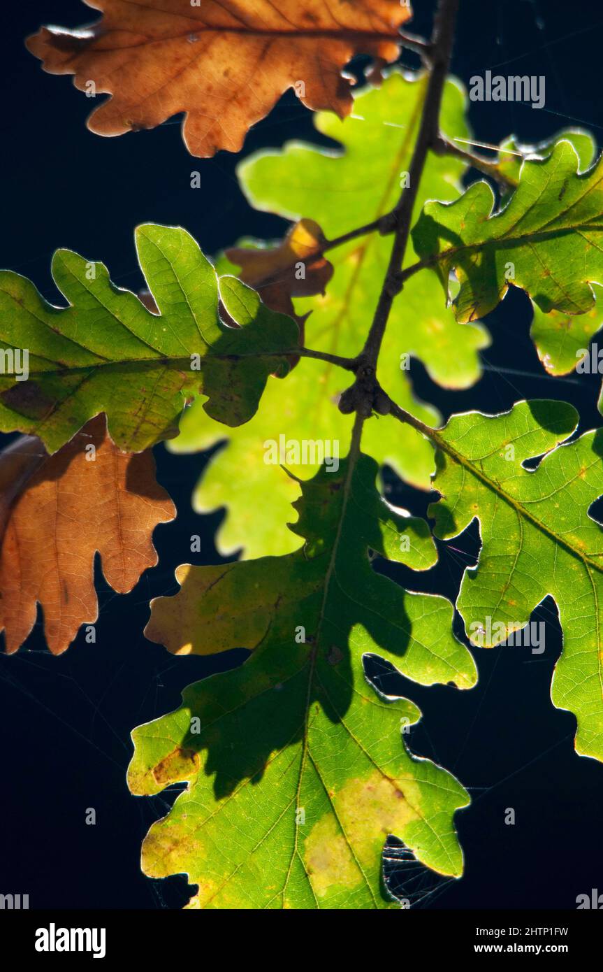Scrub oak leaves Stock Photo - Alamy