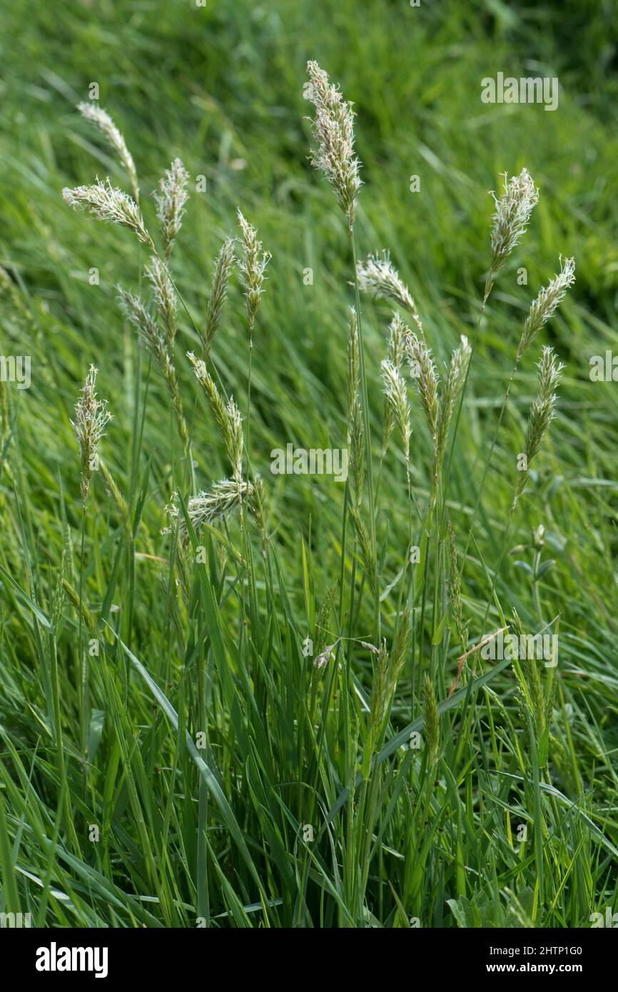 Sweet vernal grass (Anthoxanthum ororatum) flowering in an old meadow of mixed grasses, Berkshire, June Stock Photo
