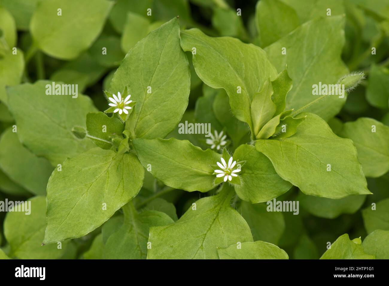 Chickweed (Stellaria media) acid green leaves and small white flowers on an annual weed, Berkshire, June Stock Photo