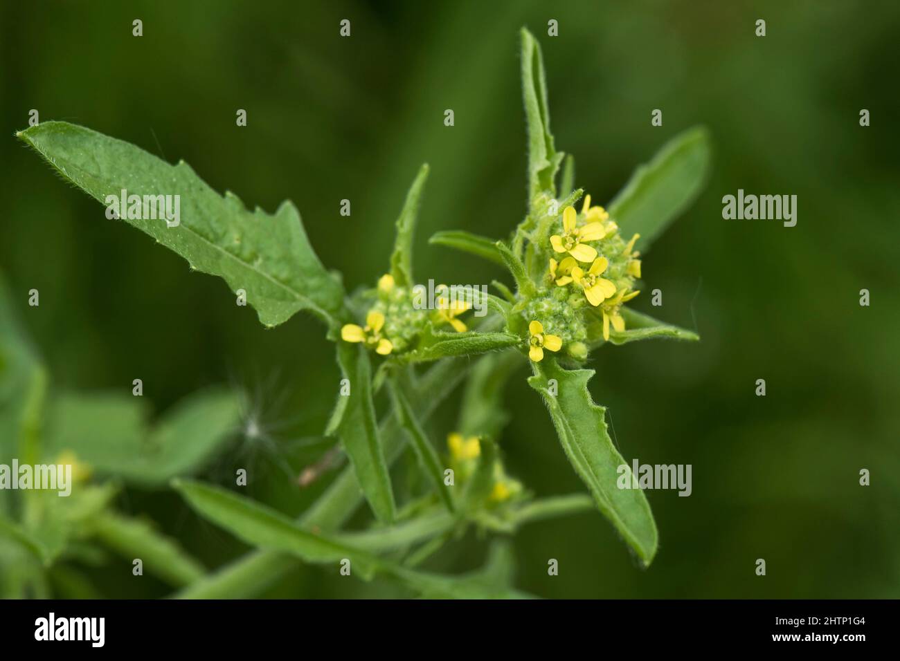 Hedge mustard (Sisymbrium officinale) yellow flowering Brassicaceae arable and garden weed, Berkshire, June Stock Photo