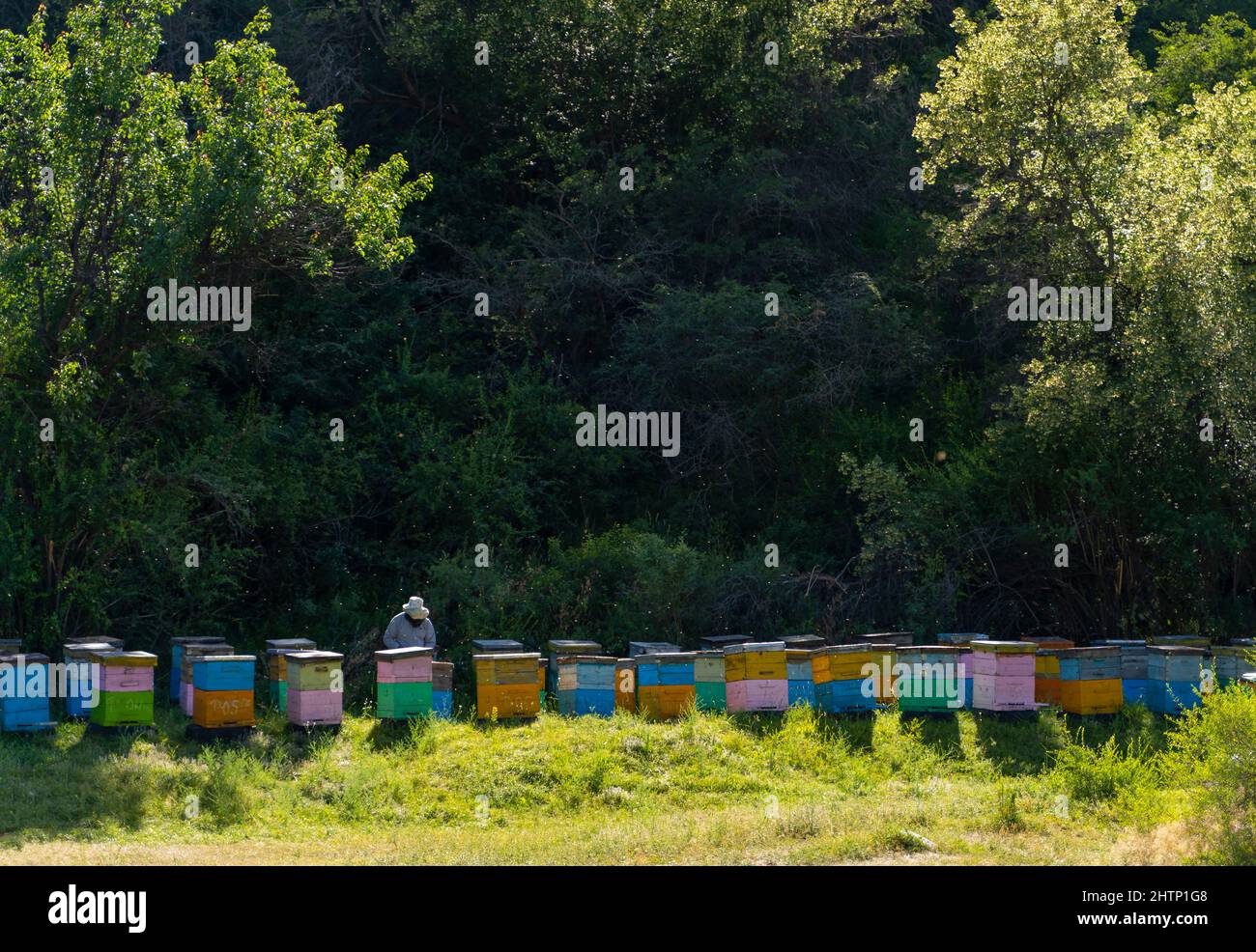 colorful beehives and beekeeper getting honey. Stock Photo