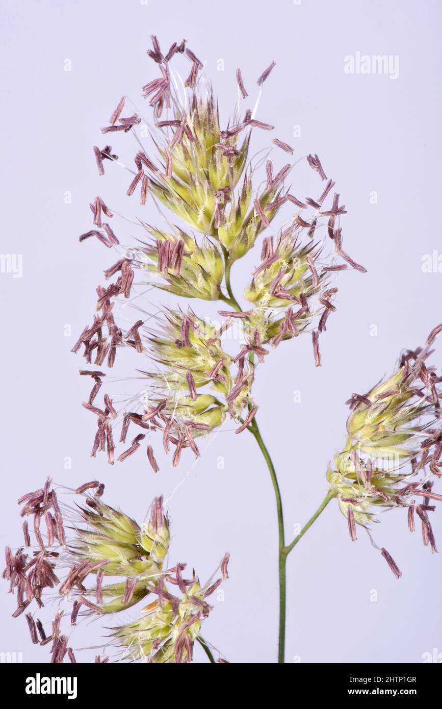 Cocksfoot or cock's-foot (Dactylis glomerata) grass flowering spikelets with purple anthers extended, Berkshire, June Stock Photo