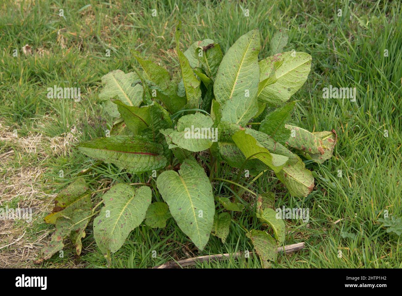 Broad-leaved dock (Rumex obtusifolius) bold established plant befor flowering in rough pasture, Berkshire, April Stock Photo