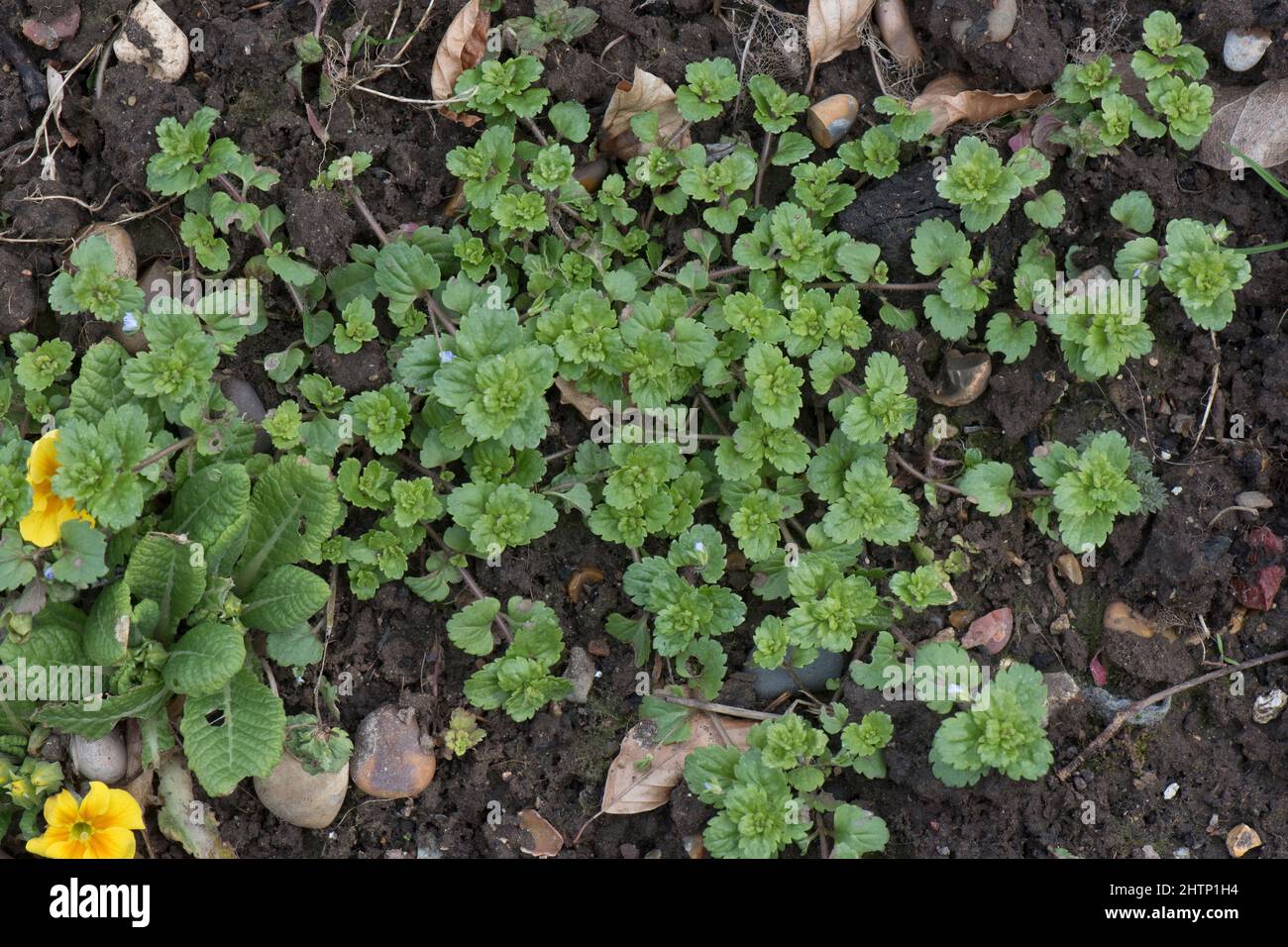 Common field speedwell (Veronica persica) speading weed just beginning to flower in a garden bed, Berkshire, March Stock Photo