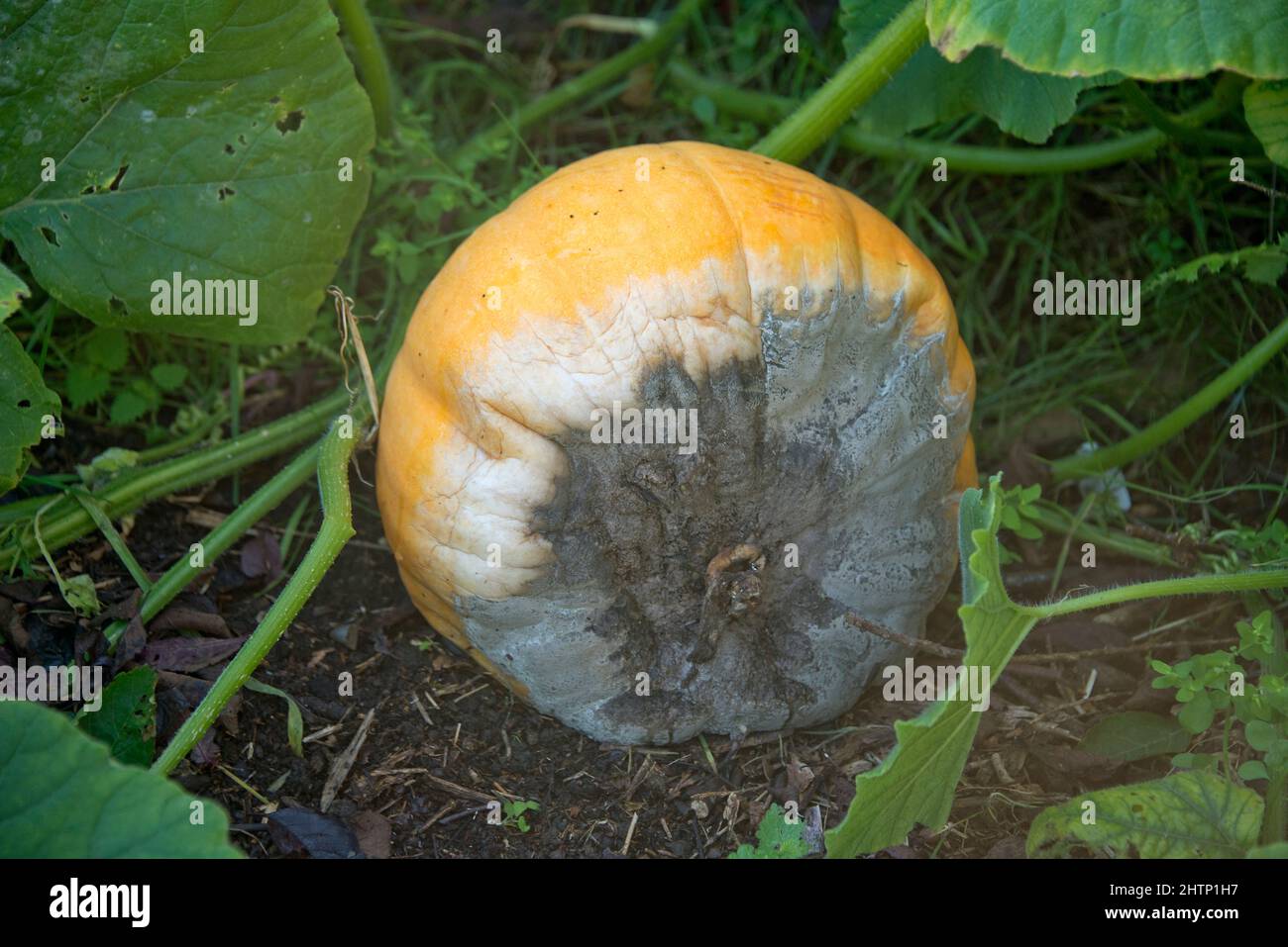 Mould, mainly blue mould (Penicillium spp.) affecting growing pumpkin (Cucurbita pepo) fruit in autumn, Berkshire, October Stock Photo