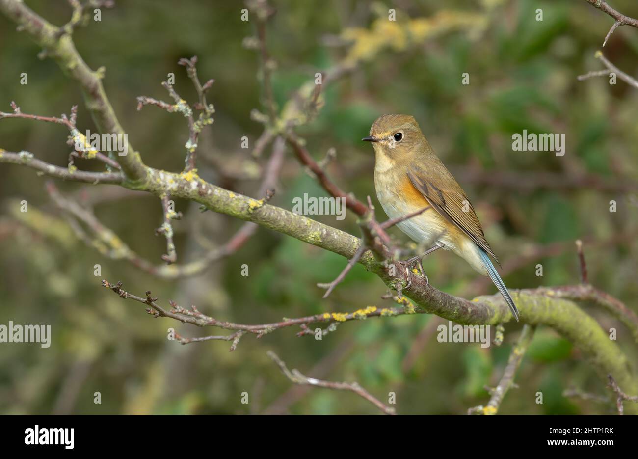 Red-flanked Bluetail Tarsiger cyanurus posing and feeding from within  bushes at Holme a coastal location in Norfolk. Stock Photo