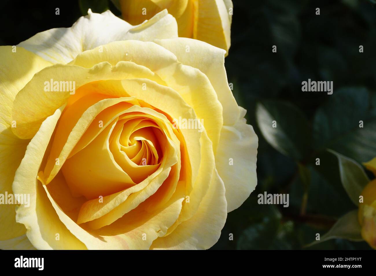 a gorgeous large yellow rose Stock Photo