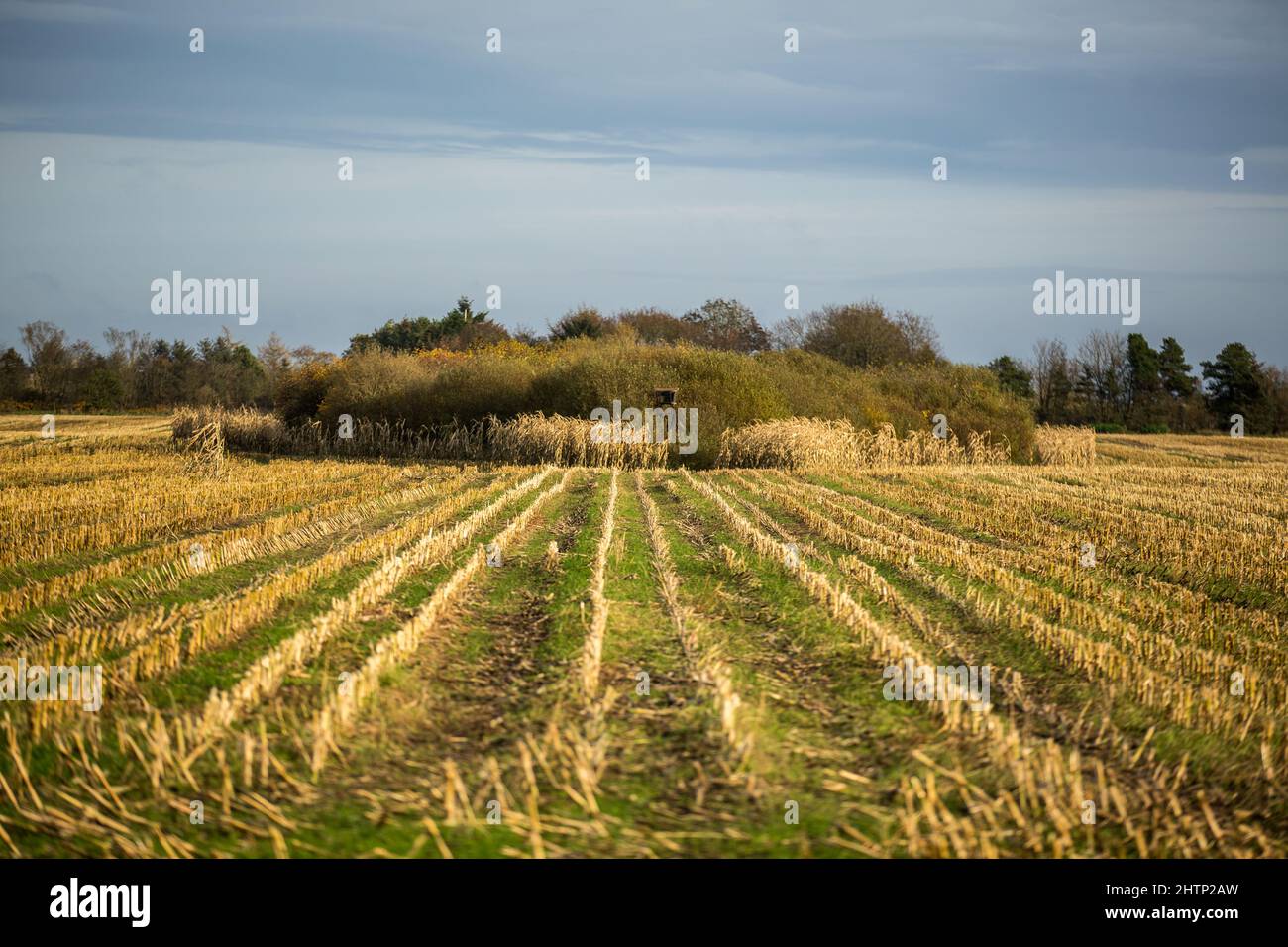 View of an agricultural field surrounded by trees under a cloudy sky ...