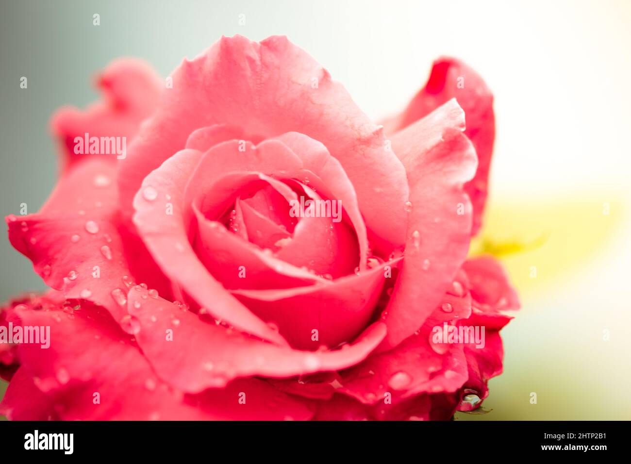 Fresh rose with water drops on white background Stock Photo - Alamy
