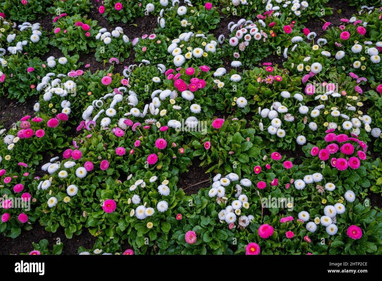 A bed of spring planted common daisies (Primula Acaulis) Stock Photo