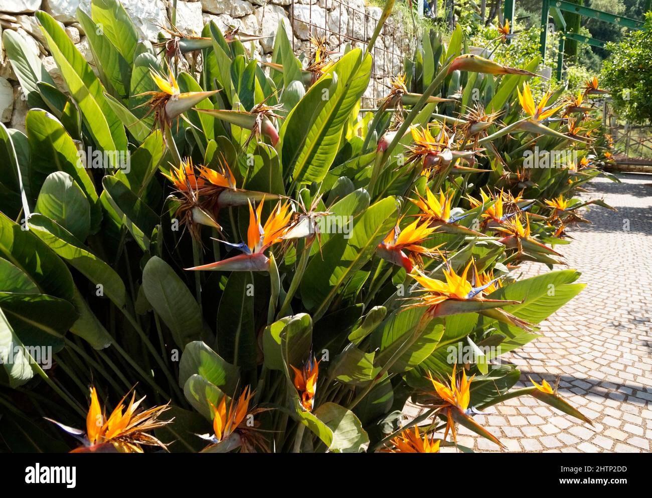 exotic tropical flowers of Strelitzia reginae in breathtaking Merano’s Gardens of Trauttmansdorff Castle (South Tyrol, Italy) Stock Photo