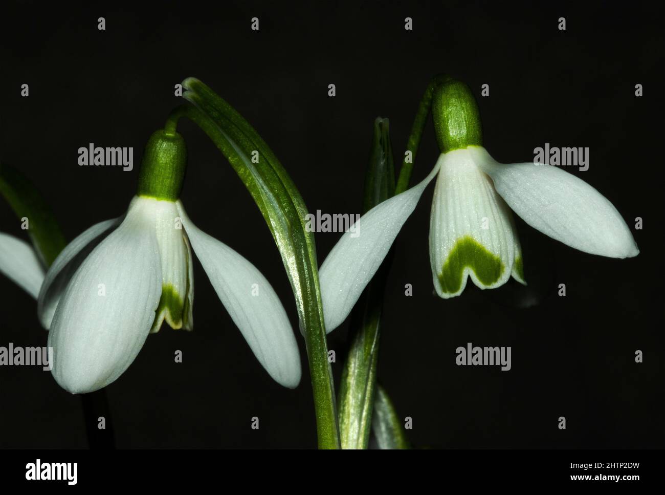 One of the first of the seasons wild flowers, the Snowdrop starts to bloom inlate winter. They are hardy perennials that flower in very cold condition Stock Photo