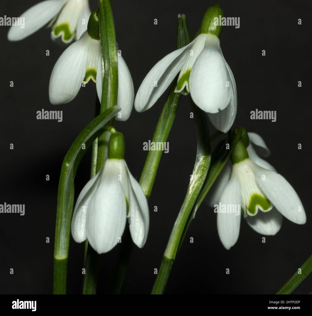 One of the first of the seasons wild flowers, the Snowdrop starts to bloom inlate winter. They are hardy perennials that flower in very cold condition Stock Photo