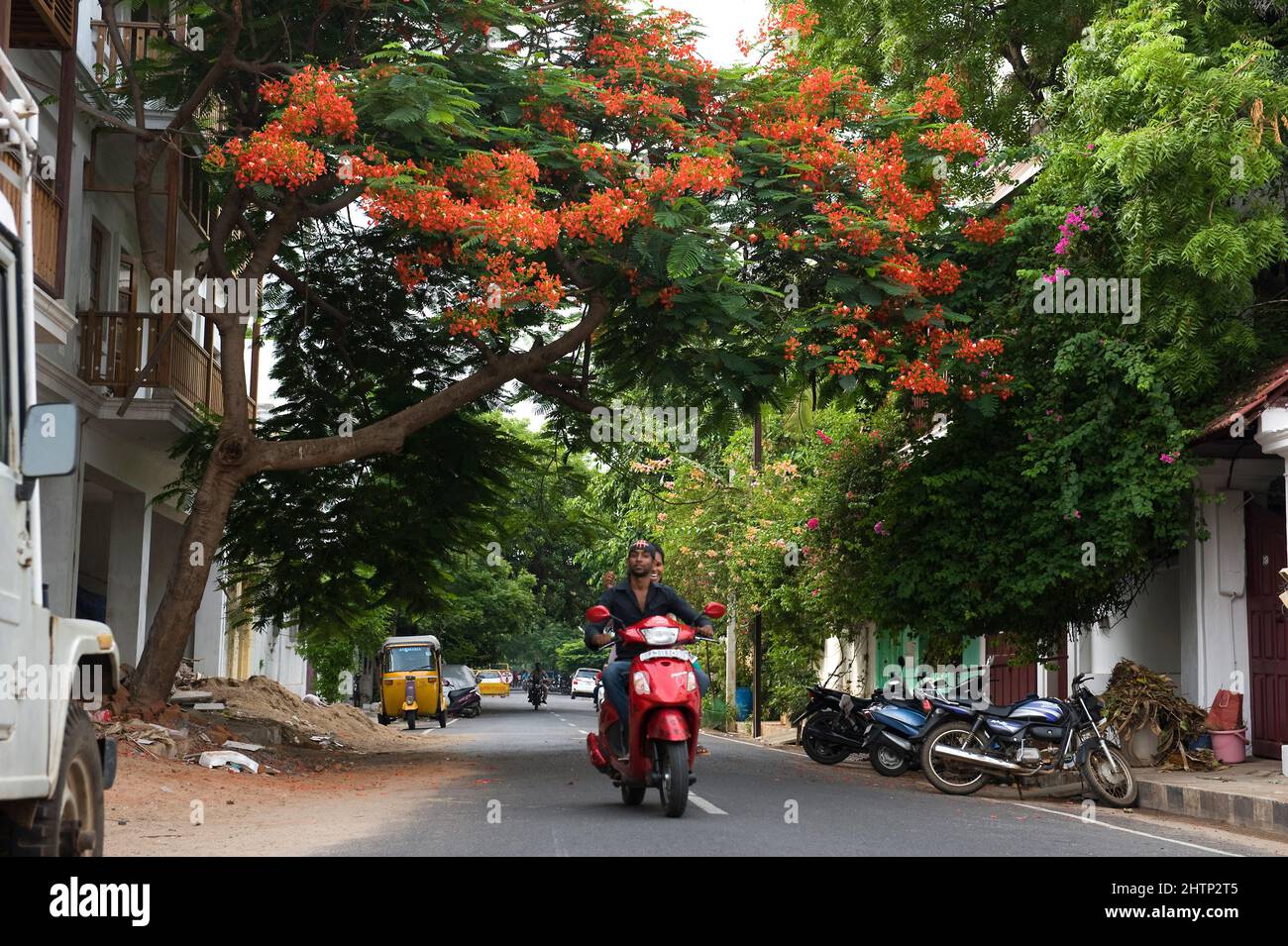 PONDICHERRY, India - July 2016: A wonderful Delonix Regia in bloom in the colonial area of the city. Stock Photo