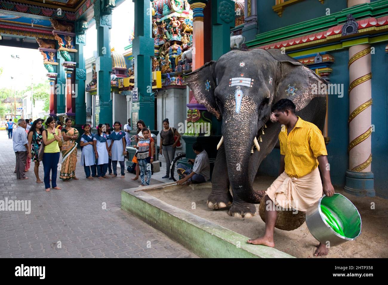 PONDICHERRY, India - July 2016: The elephant Lakshmi at the Manakula Vinayagar Temple in the white town of Pondicherry. She's chained there to bless p Stock Photo