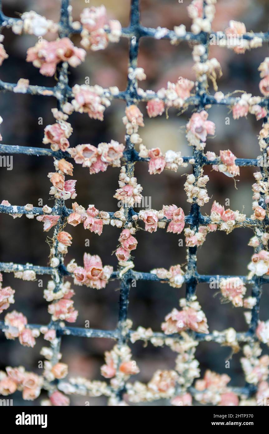 Grid of lobster pot covered with pink beach barnacles Stock Photo