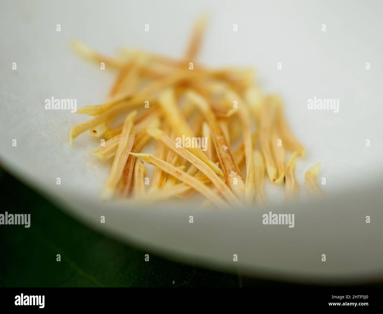 Southern Magnolia grandiflora flower, dry filament Stock Photo Alamy
