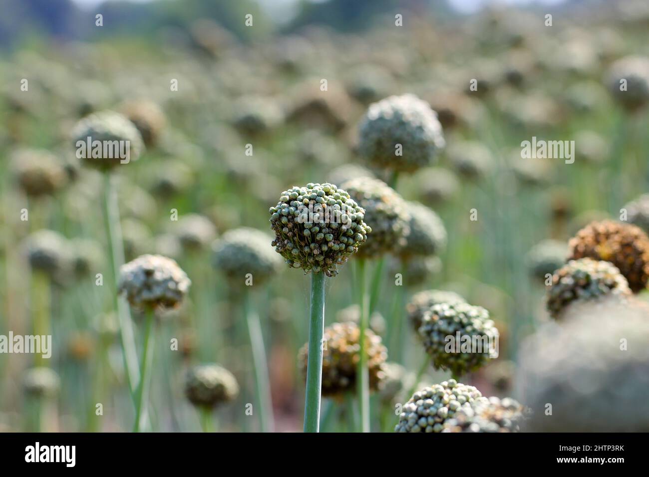 Field of onion plants in flower grown to produce onion seed Stock Photo