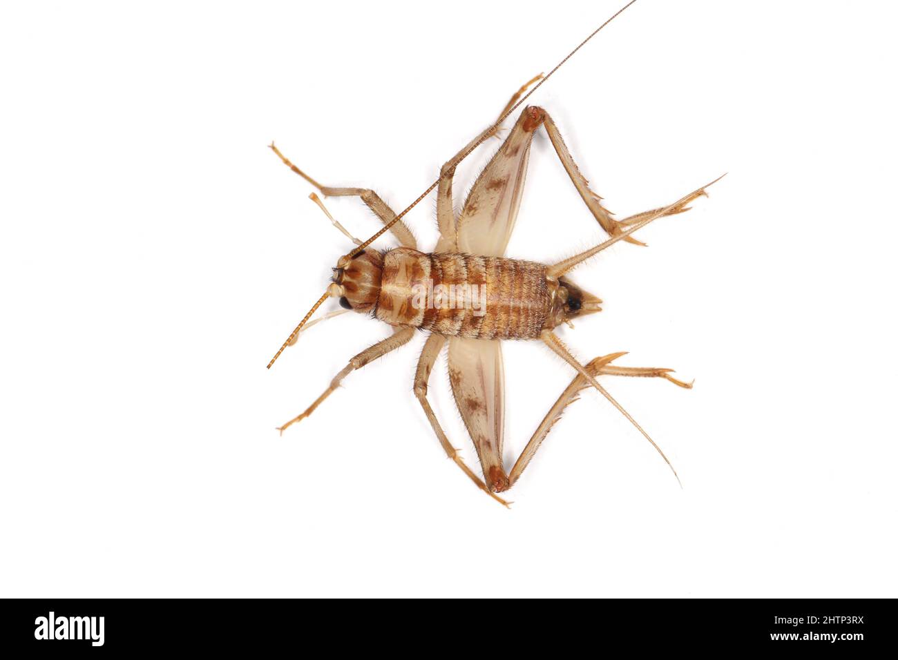 Cuban cricket, Gryllus assimilis, a species of breeding, food insect. Food for reptiles, amphibians, spiders. Stock Photo