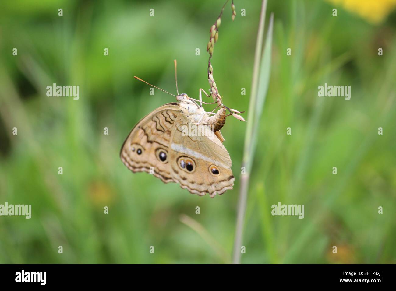 A orange butterfly laying eggs Stock Photo