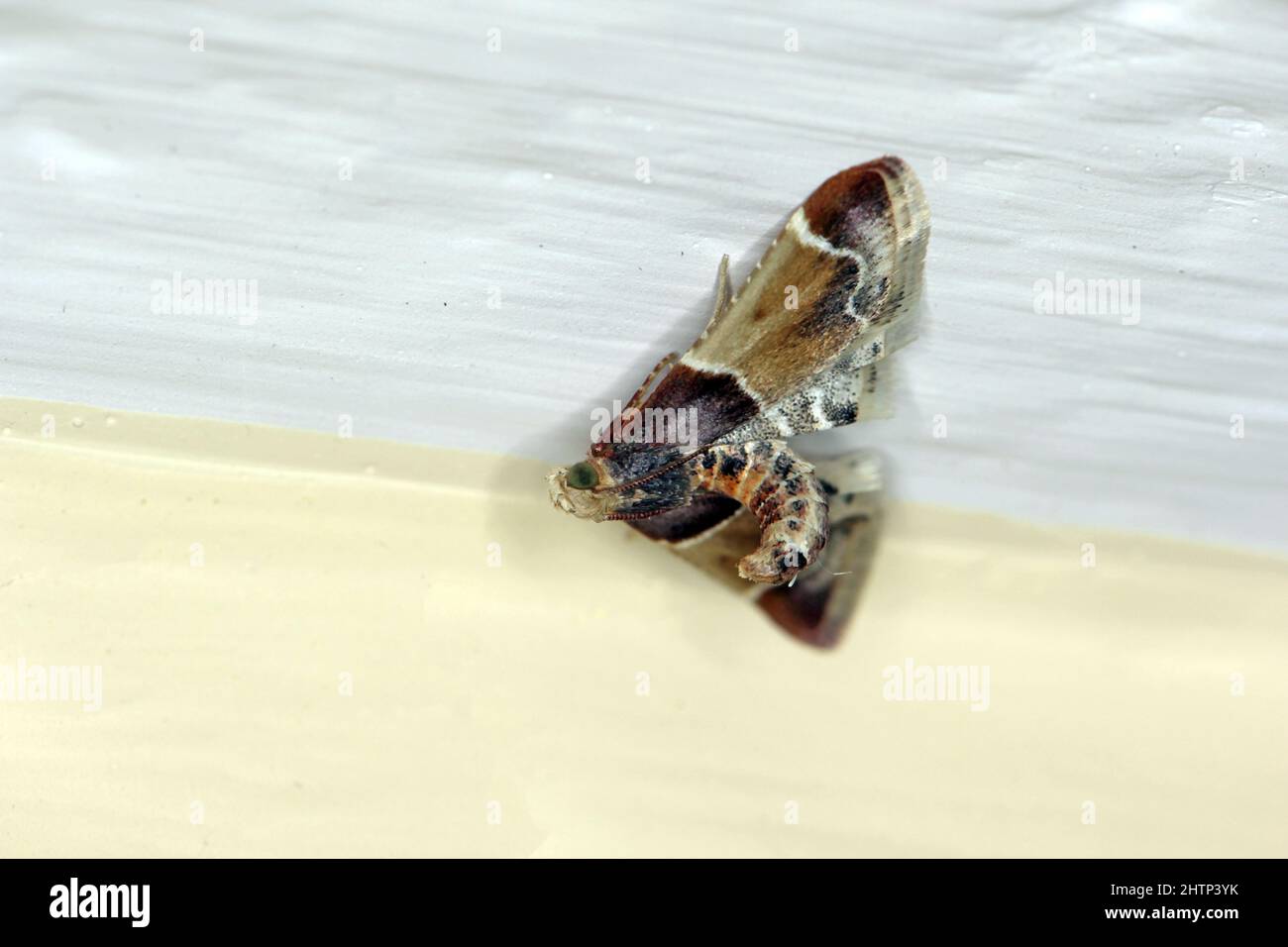 The meal moth (Pyralis farinalis) a cosmopolitan moth of the family