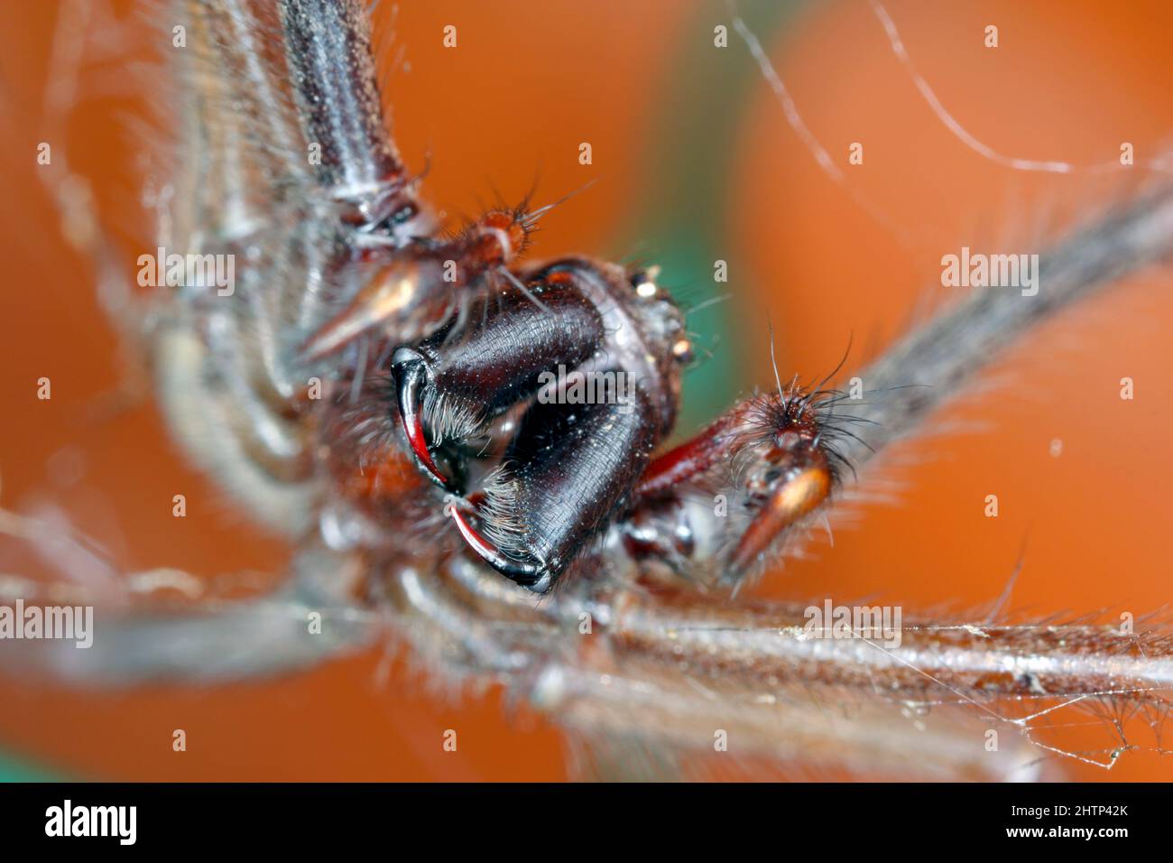 Close-up of the jaws of a house spider. Stock Photo
